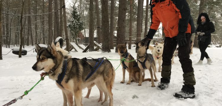 Husky sled dog ride